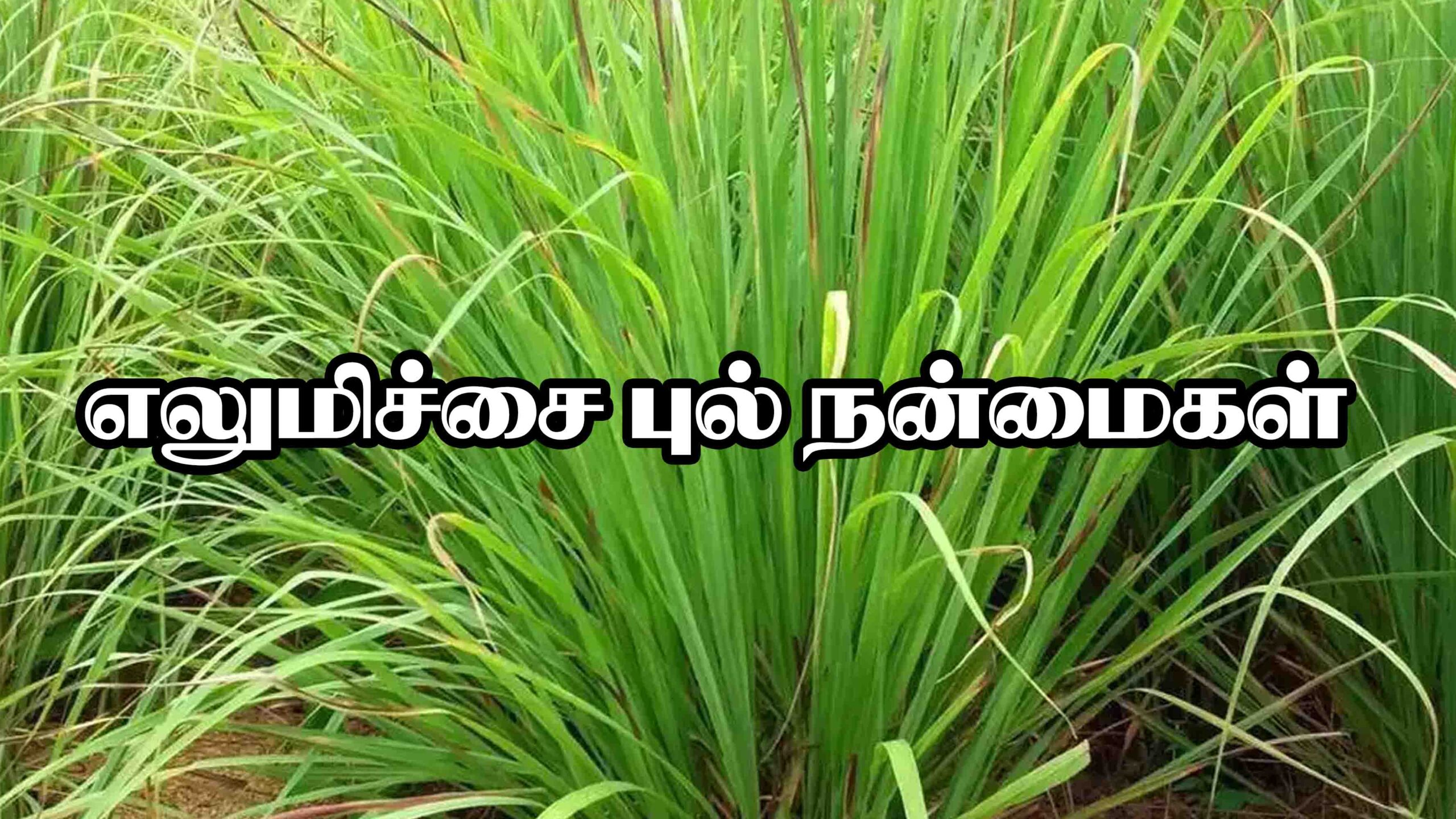 Lemon Grass In Tamil